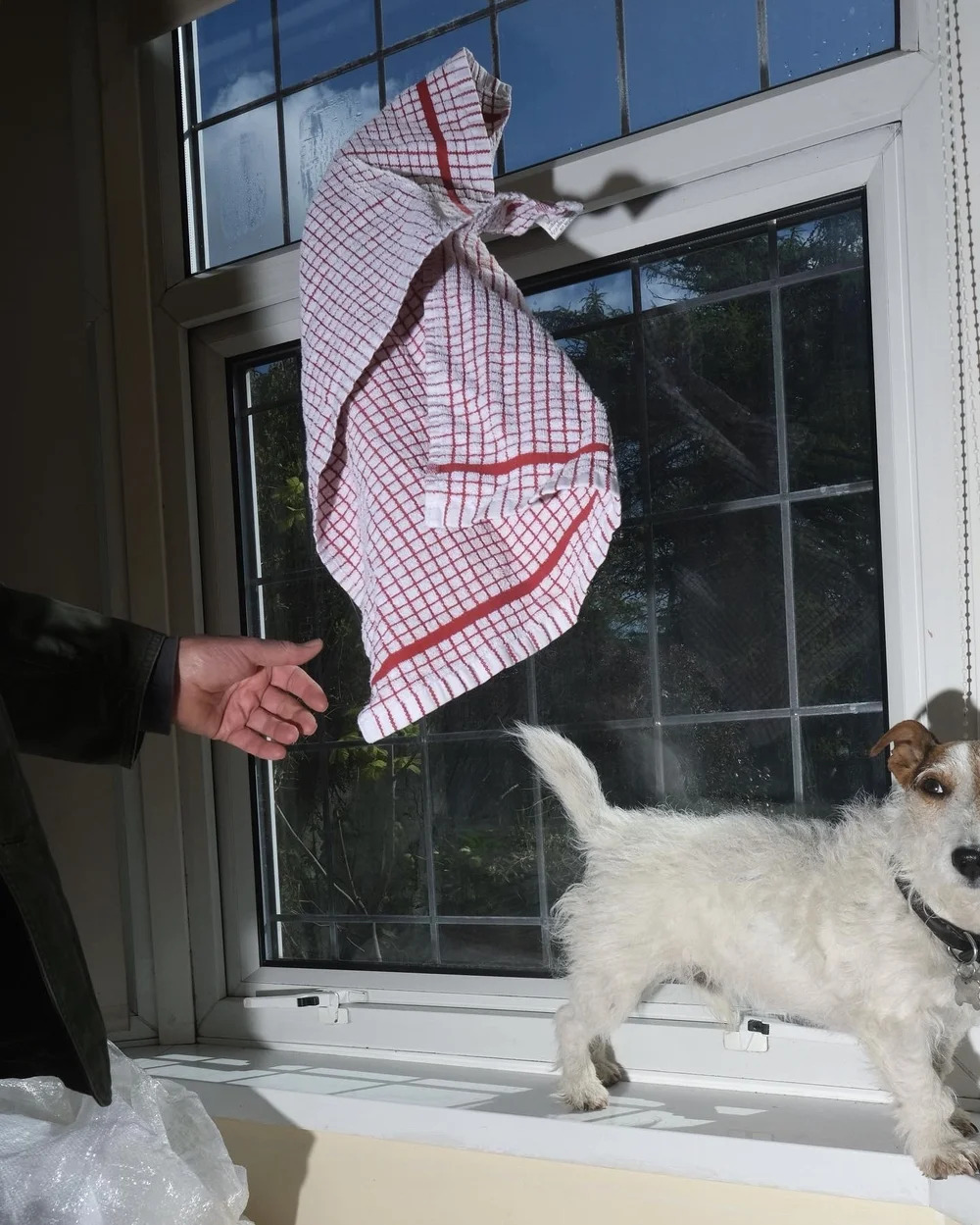 A hand appears to have thrown a tea towel in the air in front of a window. A Jack Russell dog watches.