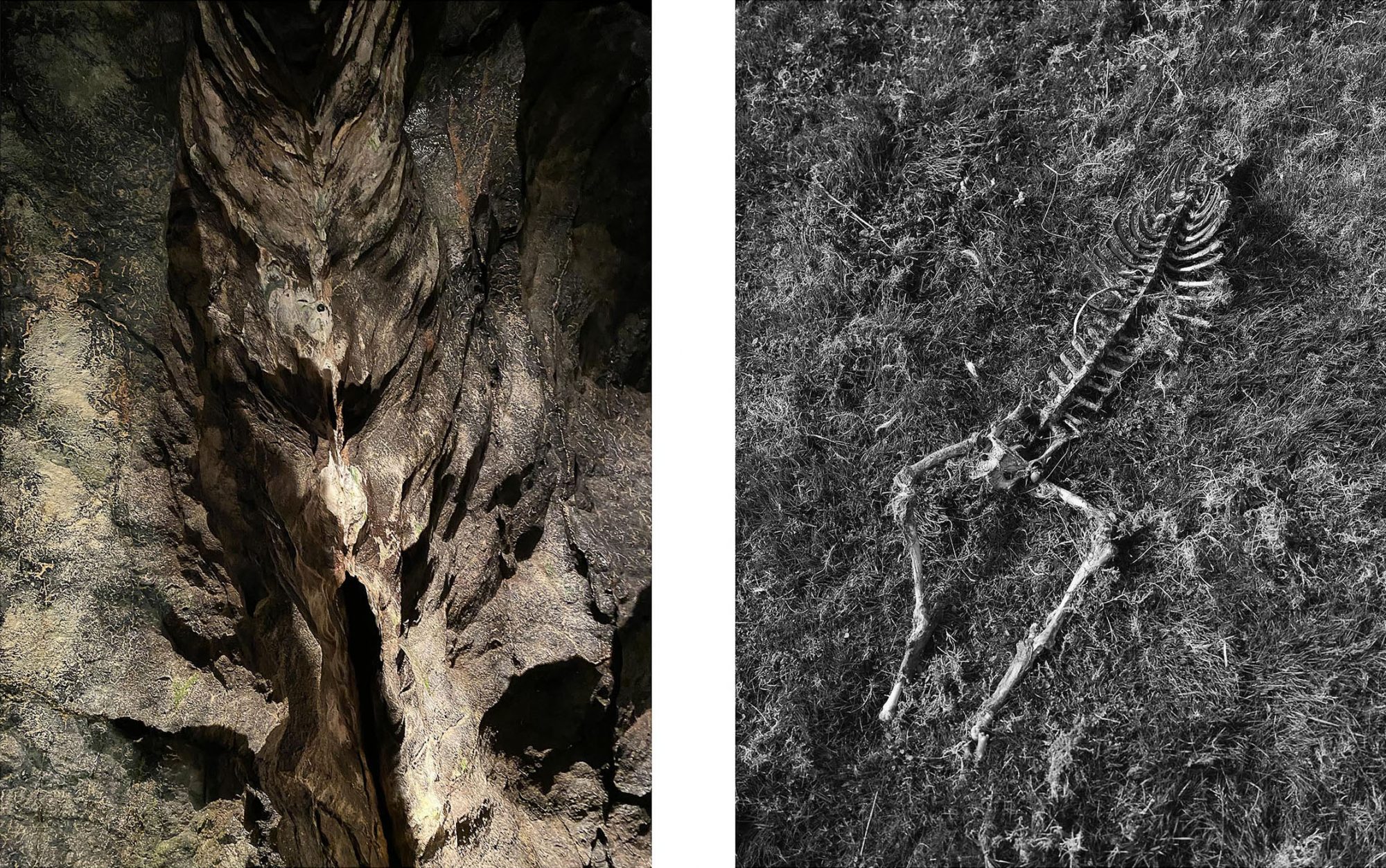 photographs form the artist.  One shows a cave.  The other shows an animal skeleton in the grass.