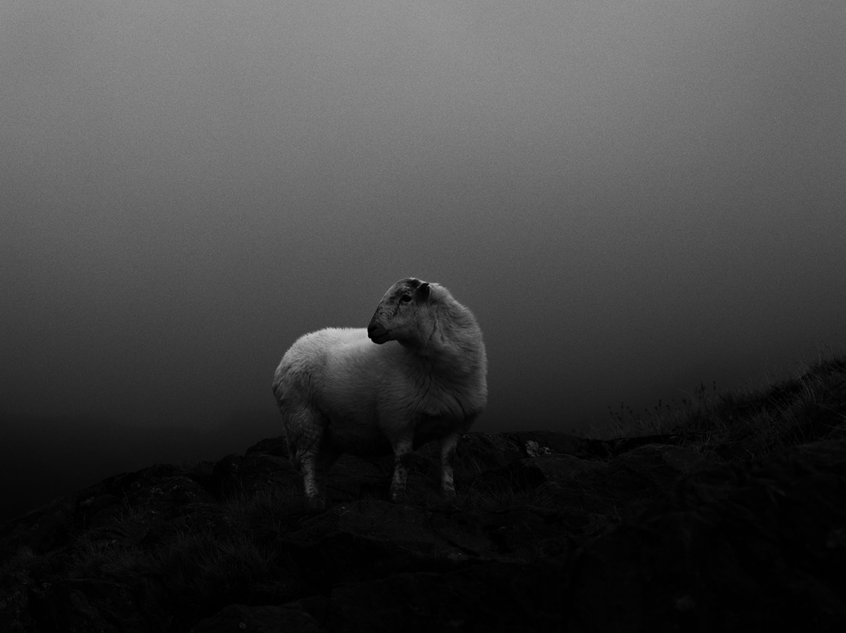 Black and white image of a sole sheep on a hillside