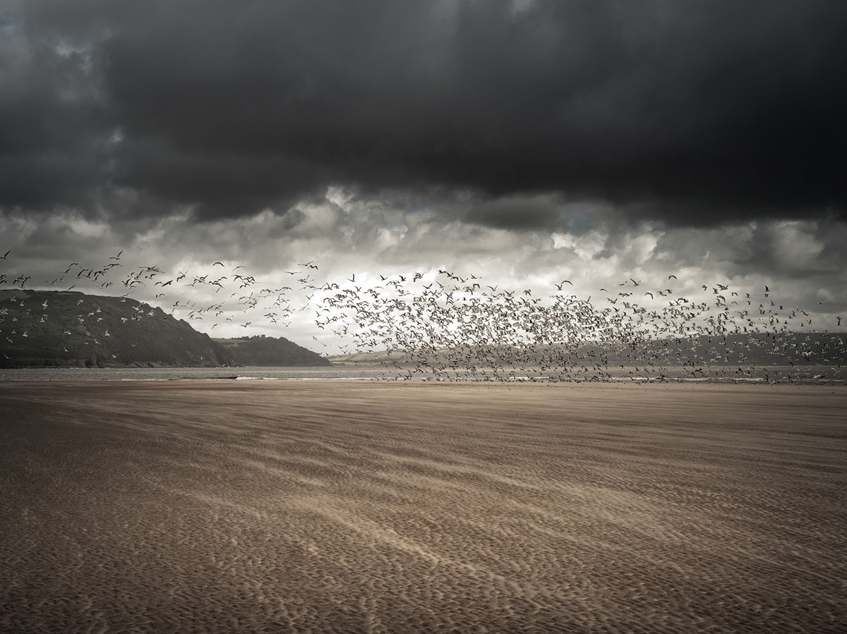 Beach scene with flock of birds flying over the sea
