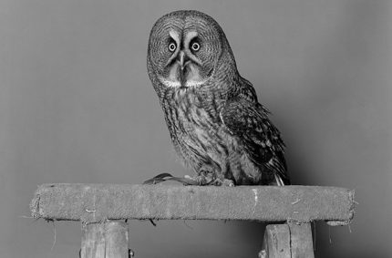 Jack Latham – Parliament of Owls